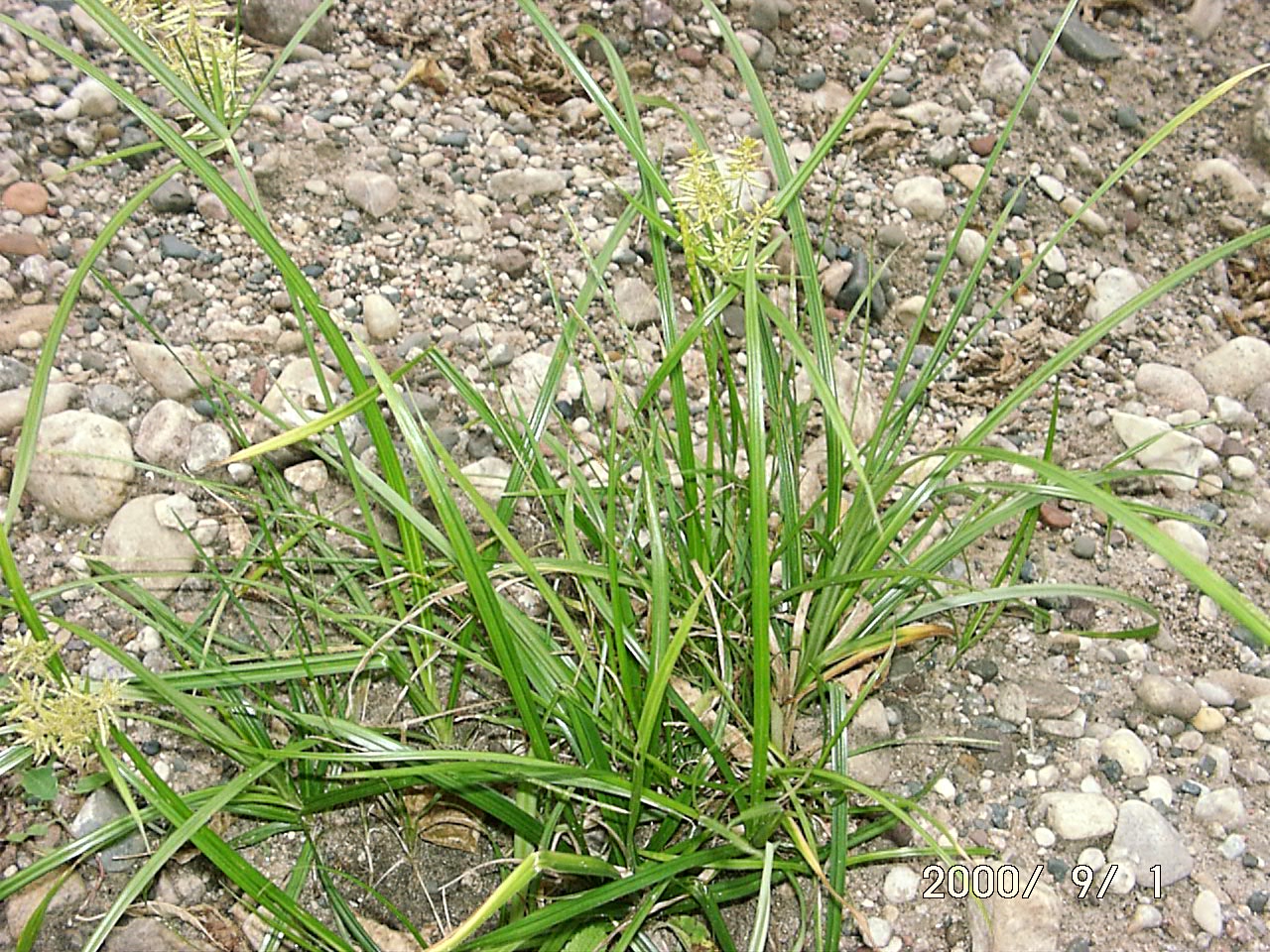 Yellow Nut Sedge (Nut Grass)