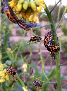 Harlequin