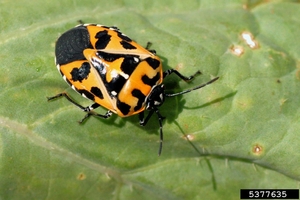 harlequin_bug