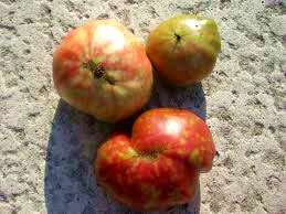 Tomatoes damaged by Stink bugs