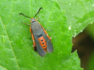 This is the moth phase of the garden pest, Squash Vine Borer. 