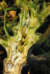 squash vine borer larva