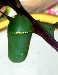 Monarch Chrysallis on a kale leaf.