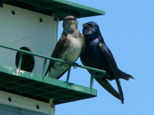 PurpleMartin