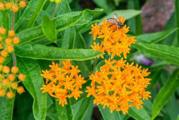 Asclepsis tuberosa